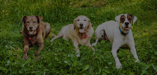 4Legz All-Natural Dog Treats Partners with CSD Social Venture Fund, a Deaf-Led Venture Capital