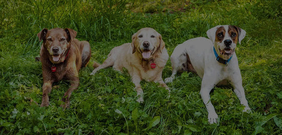 4Legz All-Natural Dog Treats Partners with CSD Social Venture Fund, a Deaf-Led Venture Capital - 4Legz